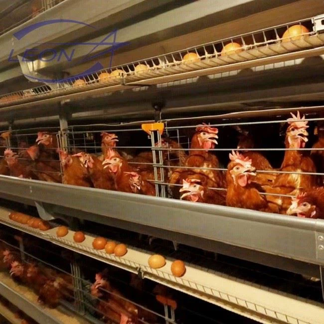 Broiler Cage System