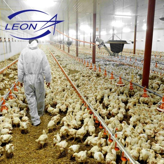 Efficient Automatic Broiler Pan Feeding System