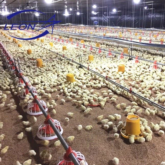 Efficient Automatic Broiler Pan Feeding System
