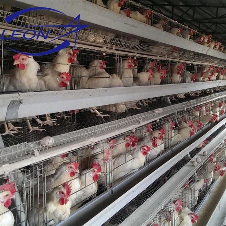 Layer Cages Egg Chicken Poultry Farm
