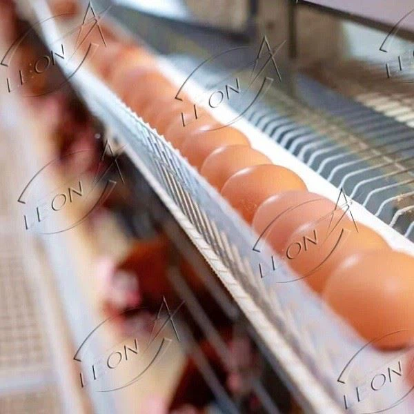 Animal Cage H-type Layer Chicken Cage