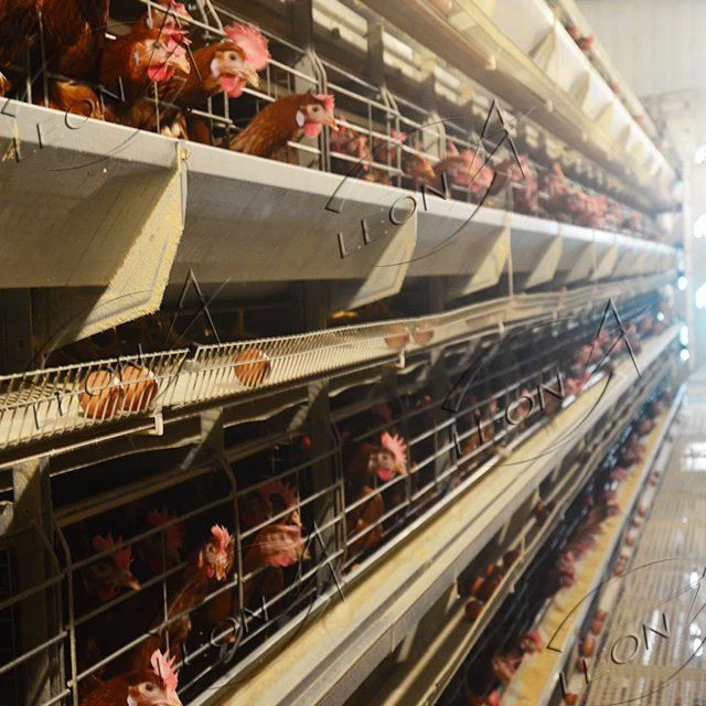 Farming Equipment Chicken Cage H Type Layers House System
