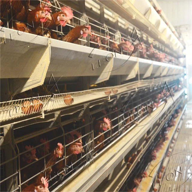 Chicken layer cage Chicken layer cage