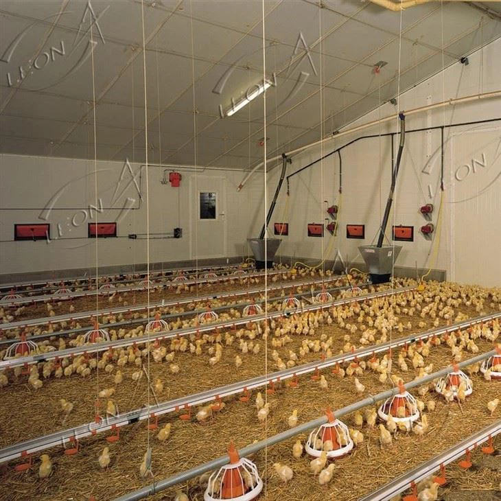 Broiler Chicken Raising System