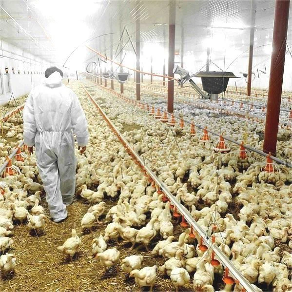 Poultry Ground Raising Chicken Floor Raising Poultry Ground Raising Chicken Floor Raising