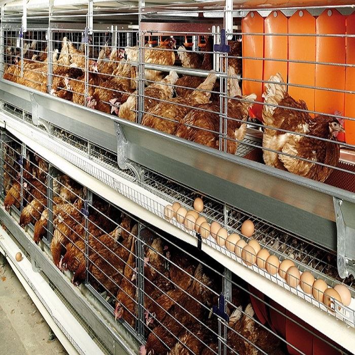 Layer Cage Poultry Equipment