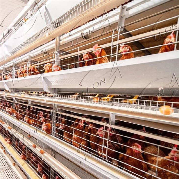 H Type Poultry Cages For Layer Chickens