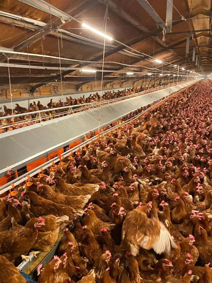 Free Range Chicken Automatic Laying Nest