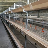 4 Tiers H-tyypin broilerikanahäkki